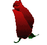 a_blumen06.gif
